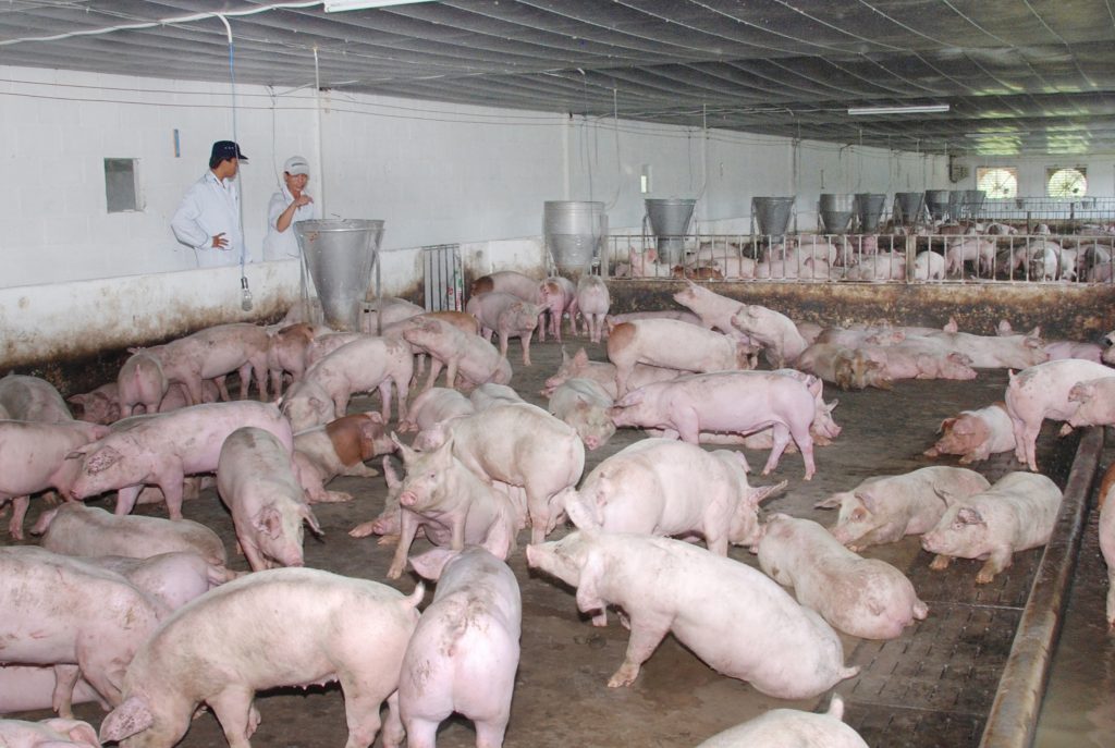 Giá heo (lợn) hơi 30/1: Giá đang tăng 37.000 đ/kg, do người nuôi 
