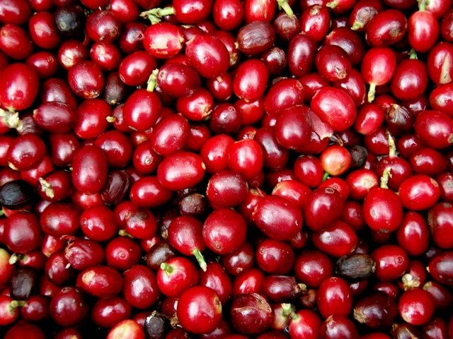 Giá nông sản 10/5: Giá cà phê, giá tiêu lao dốc, thị trường chao đảo