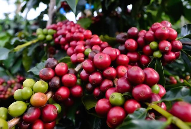 Giá nông sản 27/12: Giá cà phê khó bật lên cho tới cuối năm, giá tiêu vẫn thấp vì dư cung