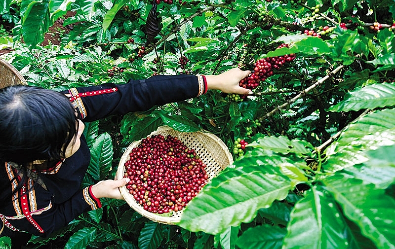 Giá nông sản 16/11: Giá cà phê tăng 300 đồng/kg, giá tiêu không đổi