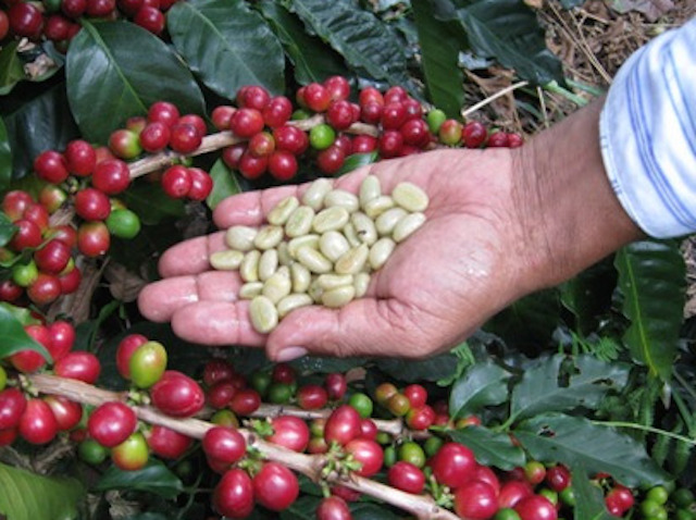 Giá nông sản 10/2: Cận Tết nguyên đán, giá tiêu và giá cà phê đồng loạt không thay đổi