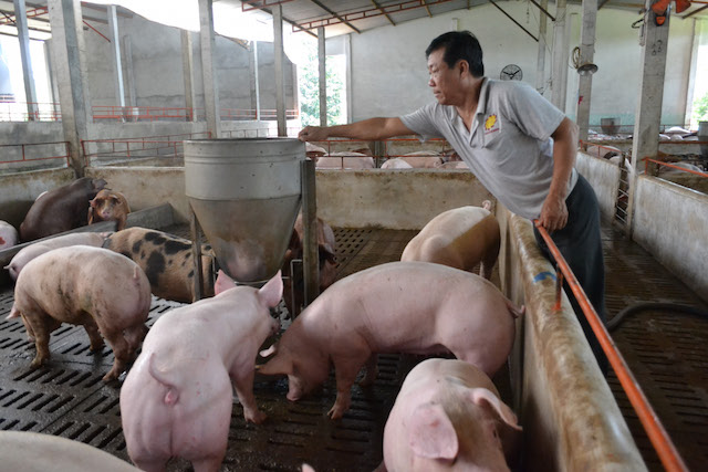 Giá heo hơi 16/5: Sắp cán mốc 50.000 đồng/kg lợn, người nuôi tiếc vì “lợn không, chuồng trống”