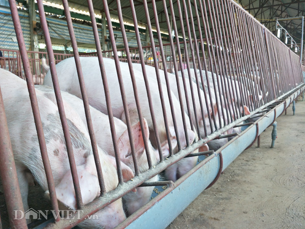 Giá heo hơi 31/12: Có thật giá lợn đã tăng lên 40.000 đồng/kg vào Tết Dương lịch?