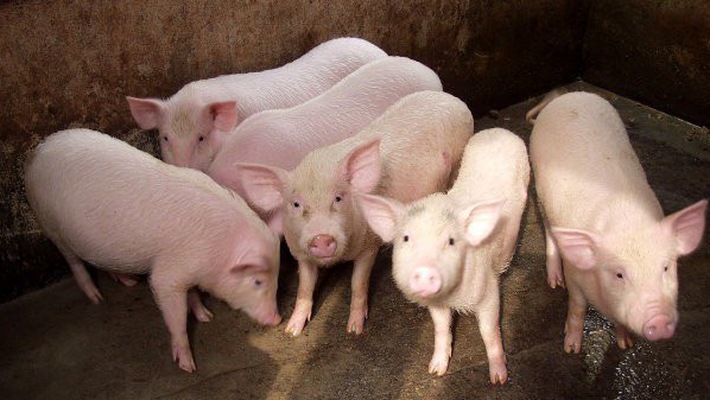 Giá heo hơi 21/10: Thận trọng tái đàn vụ Tết do giá lợn hơi đang giảm