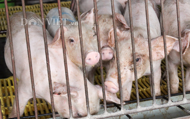 Giá heo hơi 11/4: Miền Nam tăng mạnh 7.000 đ/kg, Công ty C.P duy trì 85.000 lợn nái