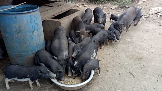 Giá heo 20.11: Trồng cả đồi chuối để nuôi lợn mán, thành hộ giàu nhất bản Pu Luông
