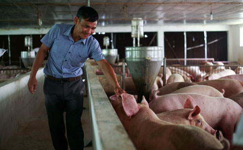 Giá lợn 13.12: Bộ Nông nghiệp đang sửa chiến lược chăn nuôi