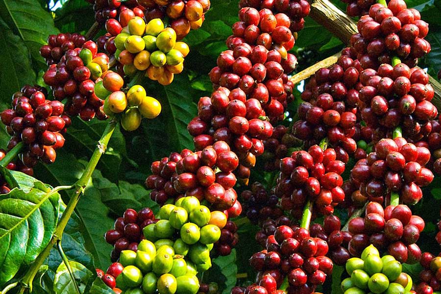 Giá cà phê hôm nay 29/5: Hai sàn tăng mạnh, trong nước tiến gần mốc 90.000 đồng/kg