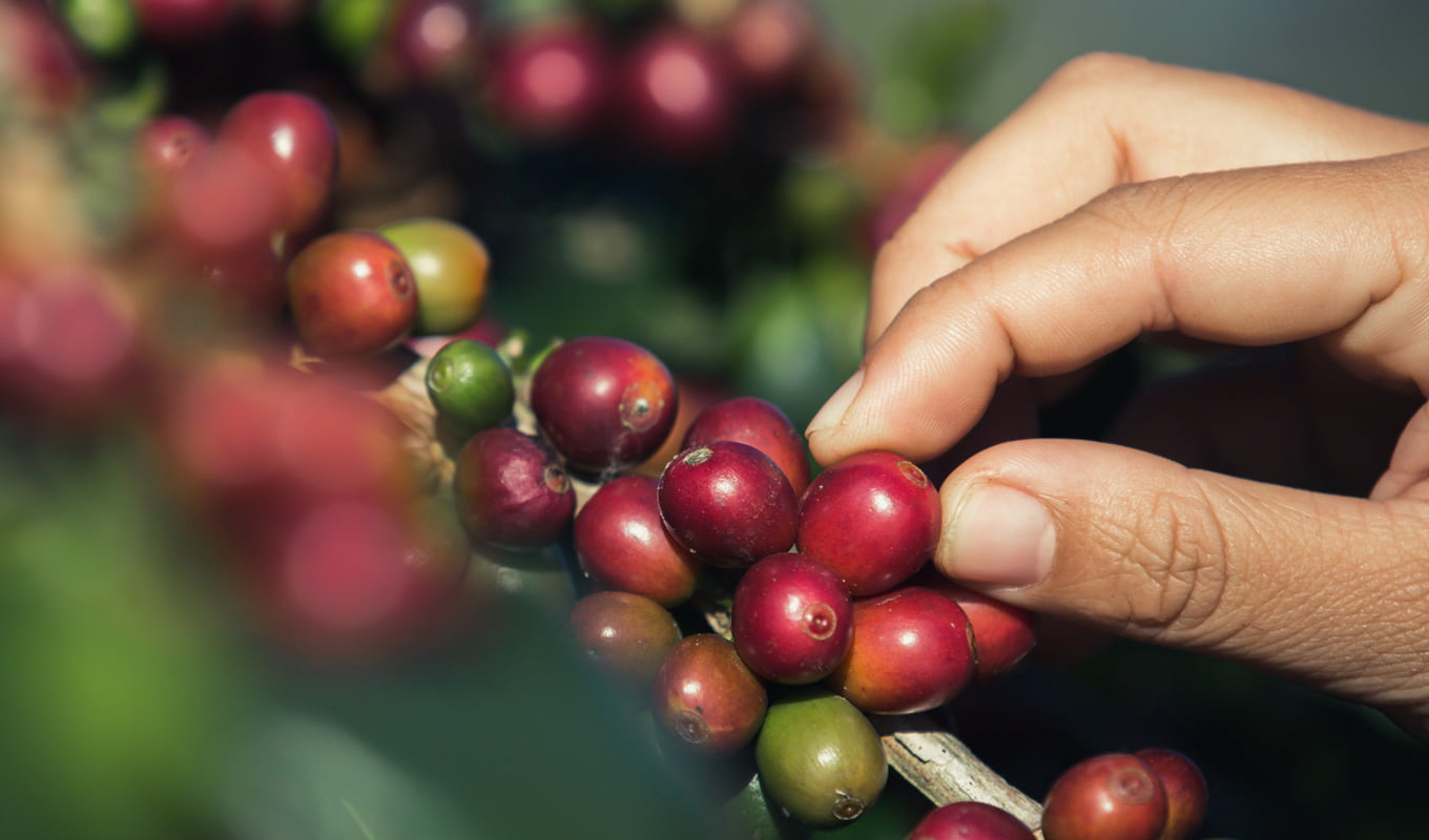Giá cà phê ngày 14/3: Cà phê trong nước về lại quanh mốc 91.000 đồng/kg