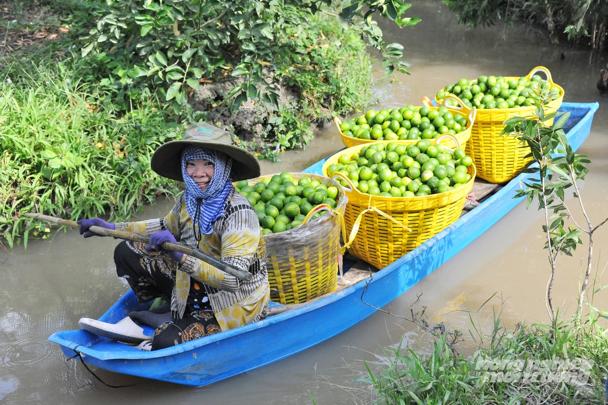 Giá chanh tăng mạnh trong mùa nắng nóng