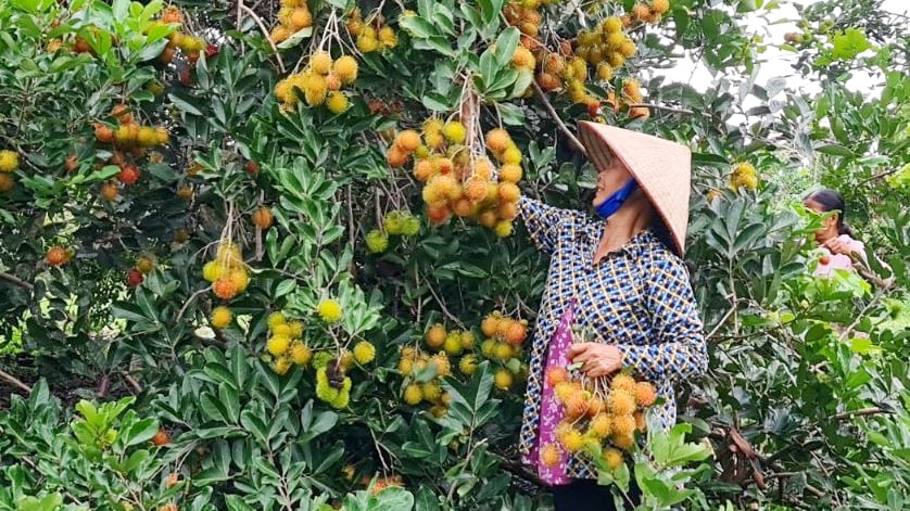 Giá chôm chôm giảm đầu vụ, nông dân Đồng Nai vẫn kỳ vọng đến thời điểm này sẽ gỡ gạc lại