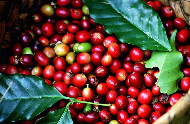 Giá nông sản13.12: Giá cà phê lao dốc giảm mạnh, giá tiêu không có nhiều biến động