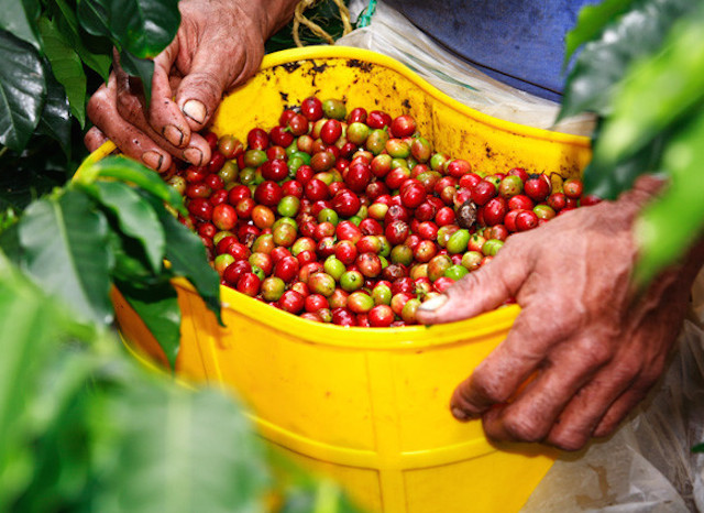 Giá nông sản 14.12: Giá cà phê quay đầu tăng mạnh, giá tiêu không có nhiều biến động
