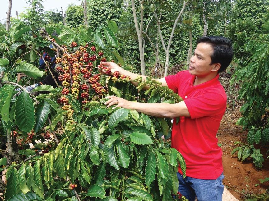 Giá nông sản 16/10: Cà phê tăng lên 37.300 đồng/kg, tiêu tiếp tục đi ngang