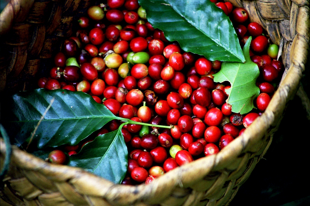 Giá nông sản 17/10: Giá cà phê tăng thêm 100 đồng/kg, giá tiêu không nhúc nhích