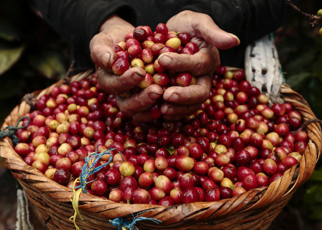 Giá nông sản 20/7: Giá cà phê đảo chiều tăng trên mốc 35.000 đồng/kg, giá tiêu đi ngang