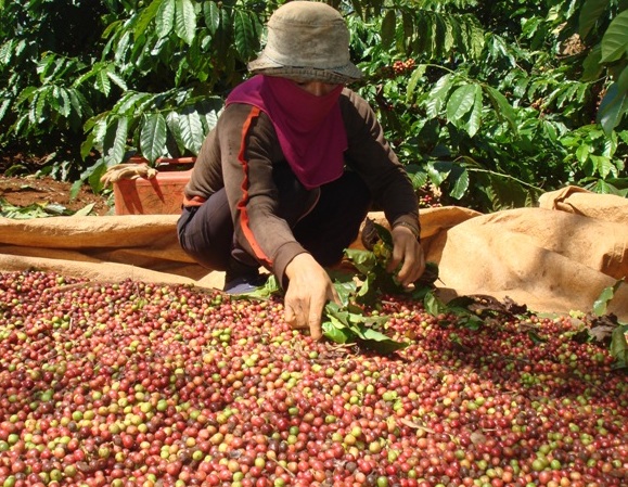 Giá nông sản 18.11: Giá cà phê giảm lùi dần mức 40.000 đồng/tấn, giá tiêu tăng nhẹ
