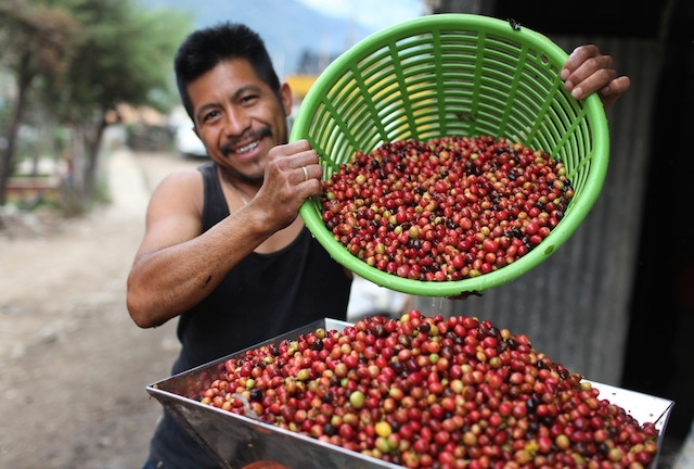 Giá nông sản 2/5: Giá cà phê đã tăng lên 38.000 đồng/kg, giá tiêu tiếp tục giảm