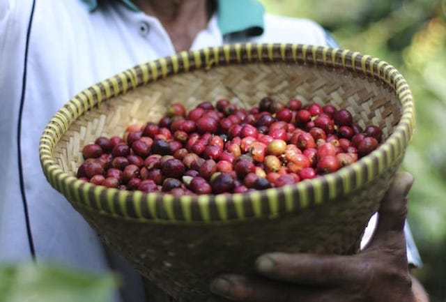 Giá nông sản 22/3: Giá cà phê giảm nhẹ 100 đồng/kg, giá tiêu ngừng đà giảm