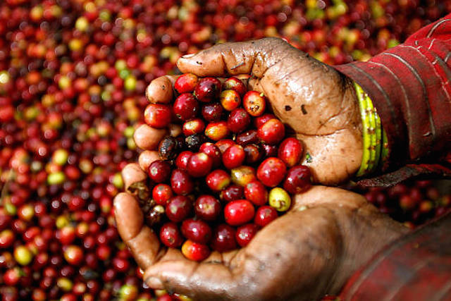 Giá nông sản 5/3: Giá cà phê chưa ngừng đà giảm, giá tiêu vẫn ảm đạm