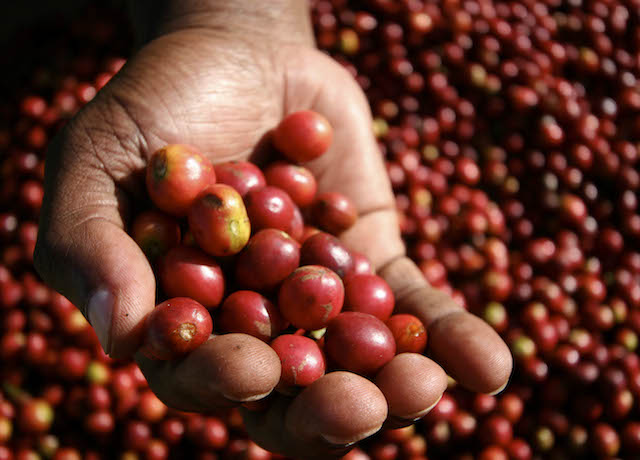 Giá nông sản 8/6: Giá cà phê giảm mạnh chạm đáy, giá tiêu đi ngang