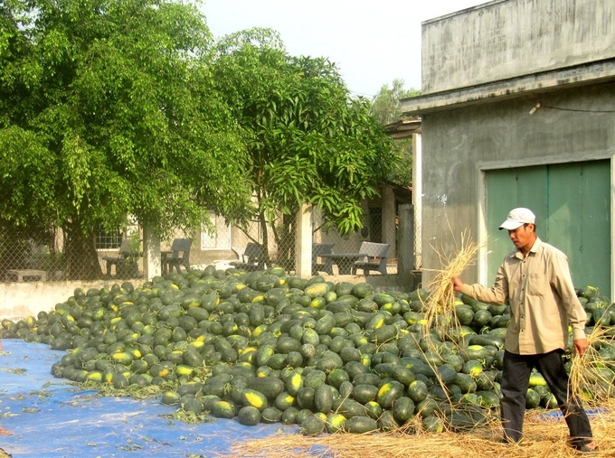 Dưa hấu được mùa, giá cao, nông dân lãi gần trăm triệu/ha