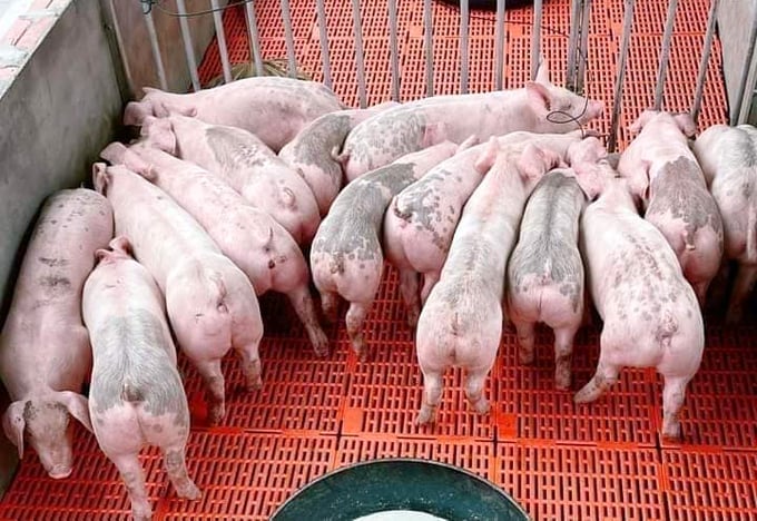Giá lợn hơi sẽ tiếp tục đứng ở mức cao