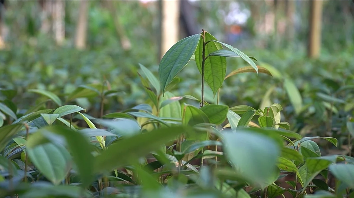 Giá quế giống tăng gần gấp đôi