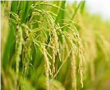 Giá lúa tăng lên đến 9.400 đồng/kg: Nông dân mừng, doanh nghiệp lo