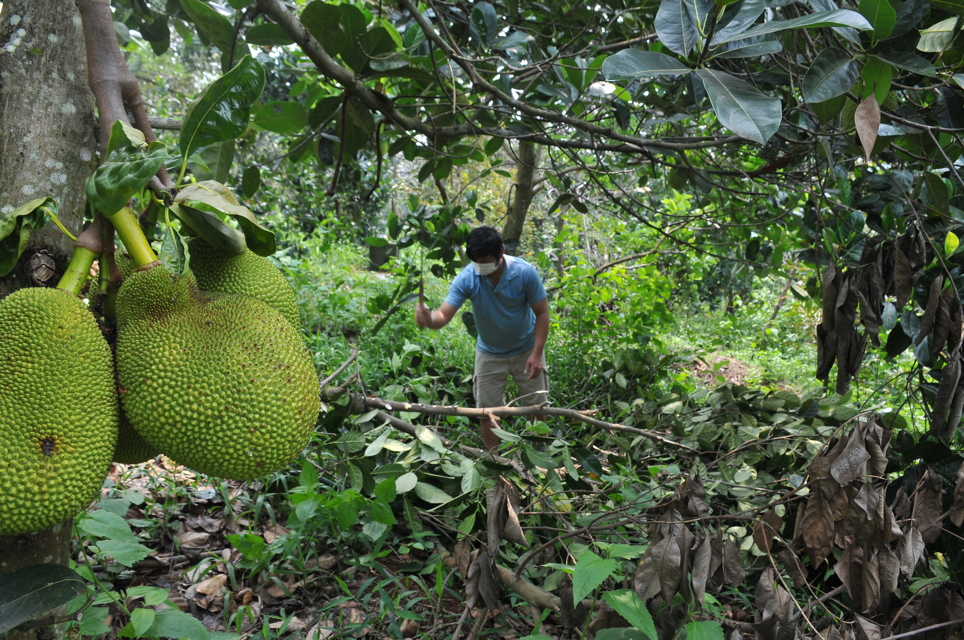 Giá mít Thái 4/7: Lại giảm 1.000 đồng/kg, vì sao bón phân nhiều mà trái mít vẫn không đạt chuẩn xuất khẩu?