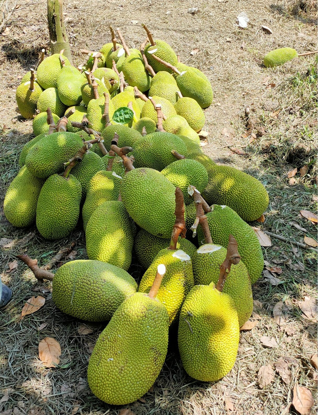 Giá mít Thái 14/8: Giá biến động ở mức cao, vì sao nhiều nhà vườn thích để trái chuyền?
