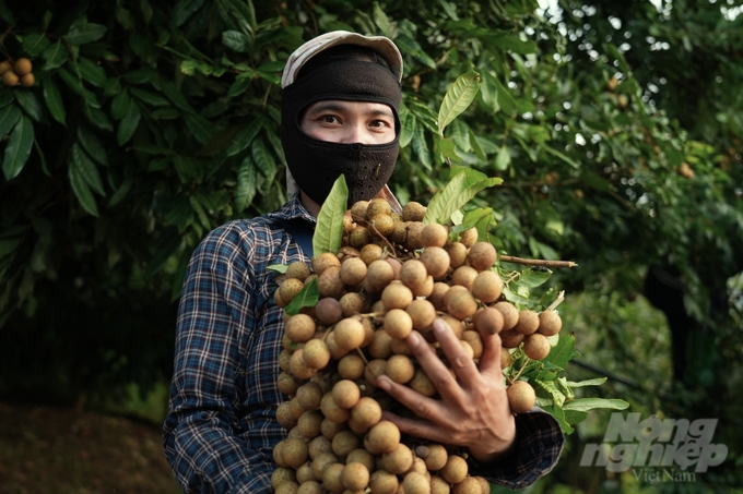 Nhãn chín muộn giá gần 30 nghìn đồng/kg vẫn 'cháy hàng'