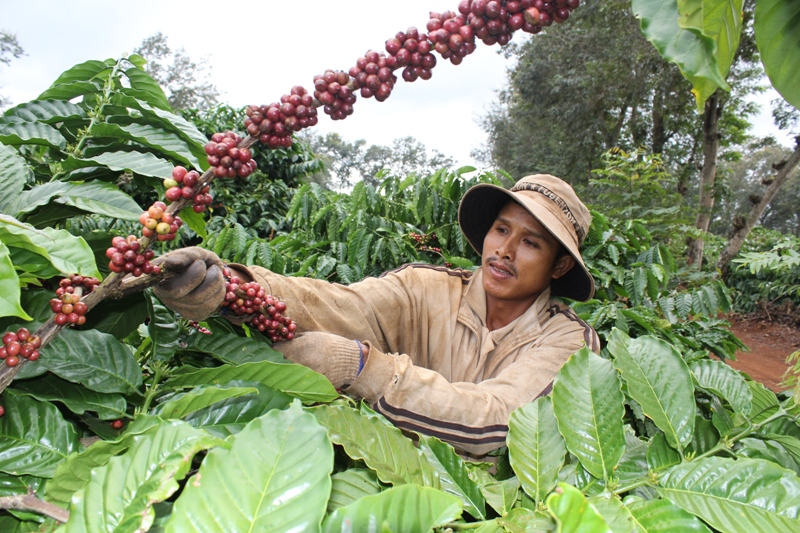 Năm buồn với xuất khẩu cà phê, thiệt hại 3.000 tỷ đồng vì mất giá