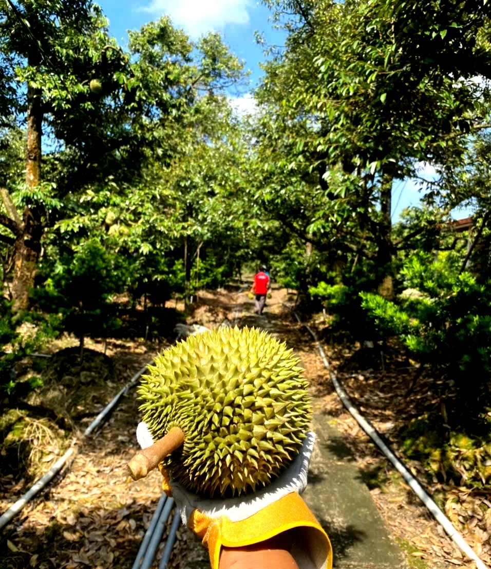 Giá sầu riêng “lập đỉnh”: Thương lái lùng sục, nhà vườn miền Tây tiếc đứt ruột vì “đứt lứa”