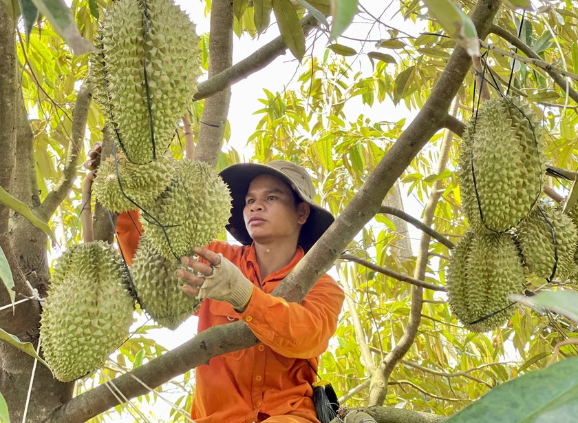 Giá sầu riêng ở Gia Lai tăng cao, nông dân chia sẻ kinh nghiệm ký hợp đồng để đảm bảo lợi ích của mình