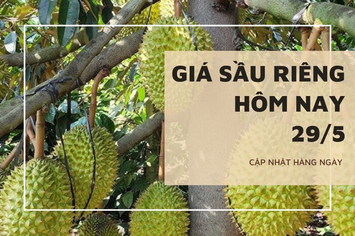 Giá sầu riêng hôm nay 29/5: Không có biến động, cần hướng đi bền vững để kiểm soát Cadimi trên sầu riêng