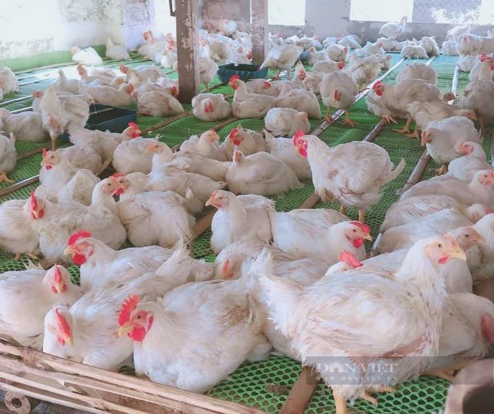 Giá gia cầm 27/6: Giá gà công nghiệp có dấu hiệu giảm nhẹ, giá trứng gà, trứng vịt tăng cao
