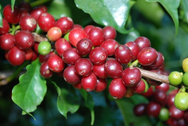 Giá nông sản 26/5: Giá cà phê tiếp tục giảm, bán ra chậm, giá tiêu nhích lên 1000 đồng/kg
