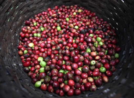 Giá nông sản 13.11: Giá cà phê chưa trở lại được mức 40.000 đồng/kg, giá hồ tiêu không nhiều thay đổi