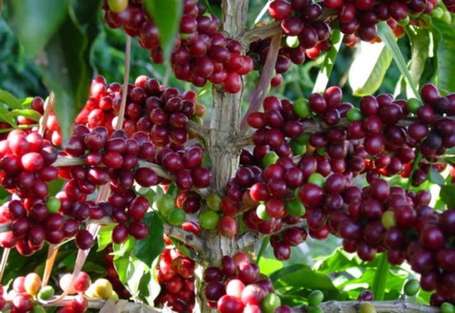 Giá nông sản 27.11: Giá cà phê Robusta kéo dài chuỗi giảm, giá tiêu không có nhiều thay đổi