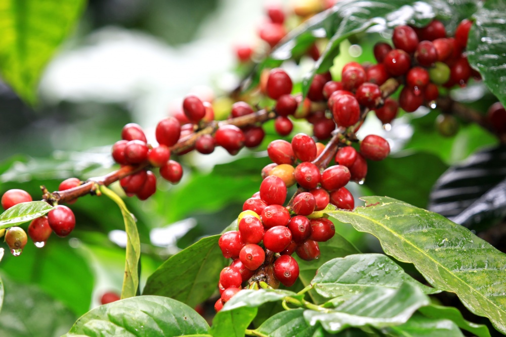 Giá nông sản 28.11: Giá cá phê Robusta tiếp đà giảm mạnh, giá tiêu ổn định