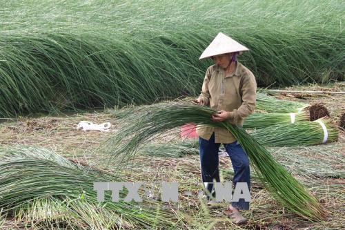 Giá lác tăng cao, trồng 3 vụ/năm nông dân Trà Vinh lãi 200 triệu