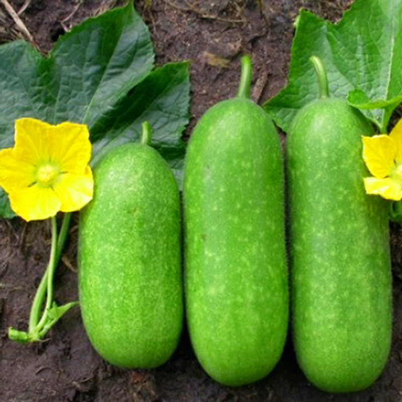 7 loại rau xanh quanh nhà giúp quý ông bổ sung “viagra” tự nhiên