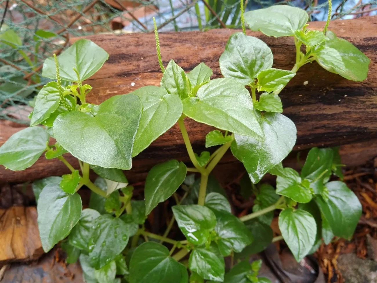 Loại rau dại này ví như “thuốc bổ tự nhiên”, mọc hoang vạ vật, tốt um bất cứ ở đâu, có người nói ăn ngon như 