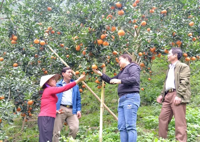 Loại trái cây được mệnh danh là 'kho' chứa vitamin C sắp chín vàng, nông dân Hà Giang đợi ngày hốt bạc