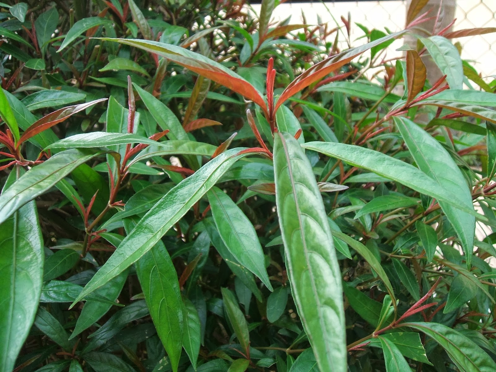 Kỹ thuật trồng cây Hoàn Ngọc - 'thần dược' trị nhiều loại bệnh tại nhà