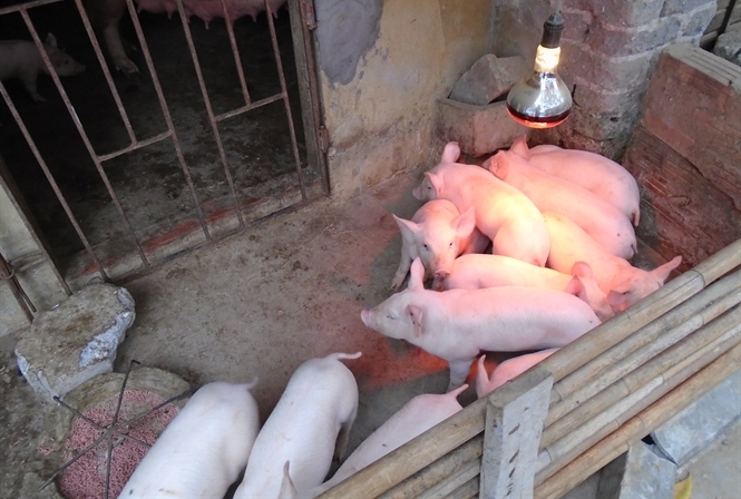 Chăm sóc lợn con sau sinh