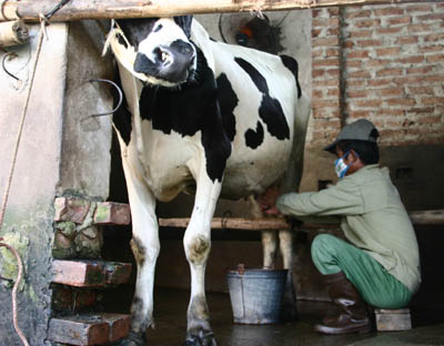Chăm sóc bò khi vắt sữa