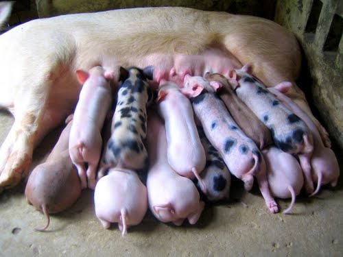 Chăm sóc, nuôi dưỡng lợn con sau khi tách mẹ