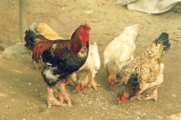Chăn nuôi gà giò trong thời tiết nóng nực